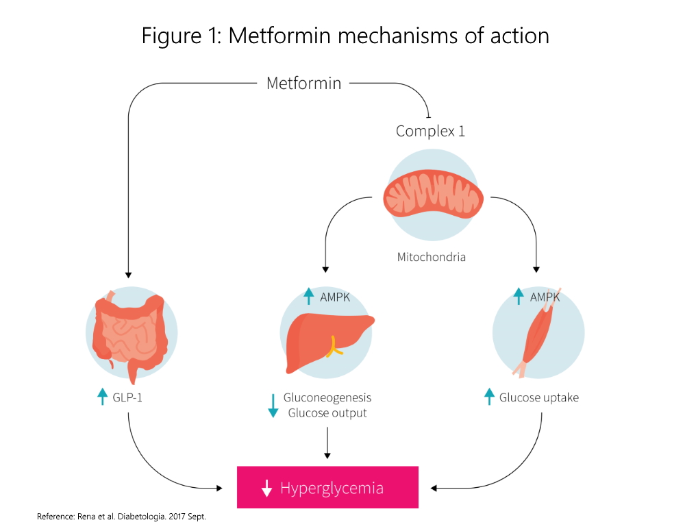 Metabolikus szindróma - Kezelés és megelőzés