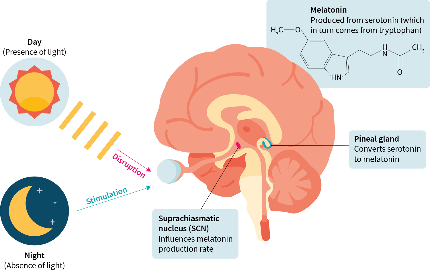 Симптомы нехватки серотонина. Мелатонин серотонин вырабатывается. Физиологический эффект мелатонина. Выработка серотонина и мелатонина. Мелатонин физиологическая роль в организме.